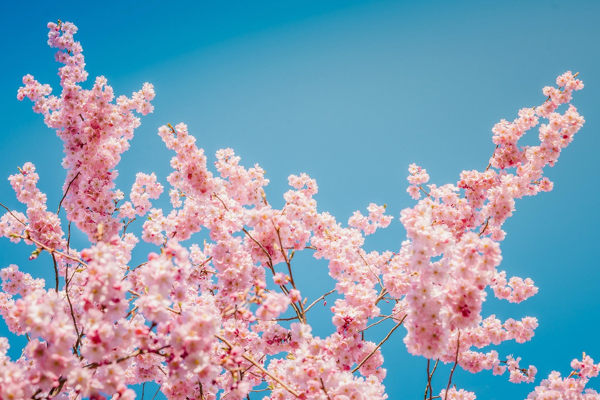 Flores Kawaii: A Beleza Encantadora do Jardim Japonês