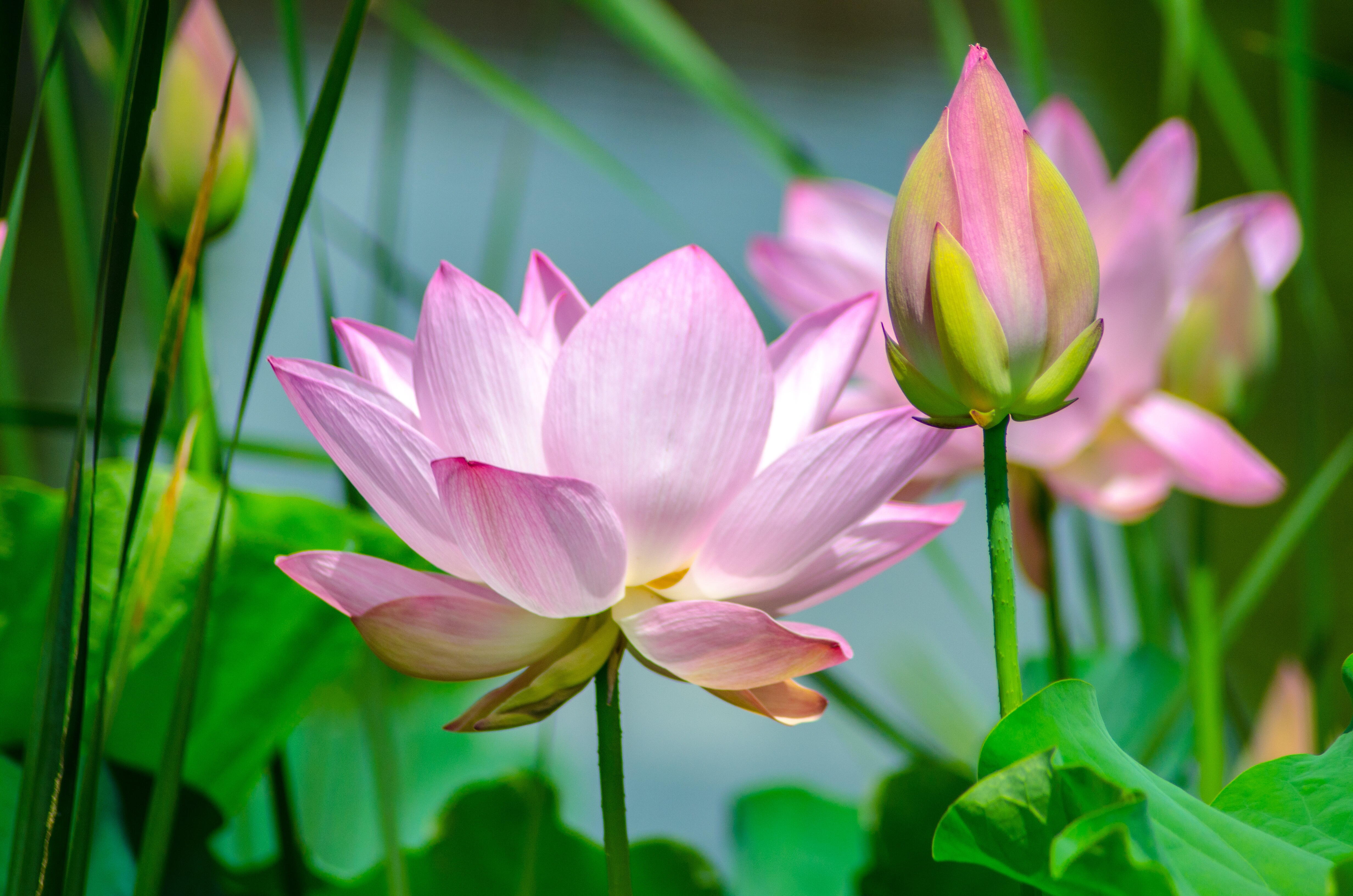 Flores Kawaii: A Beleza Encantadora do Jardim Japonês