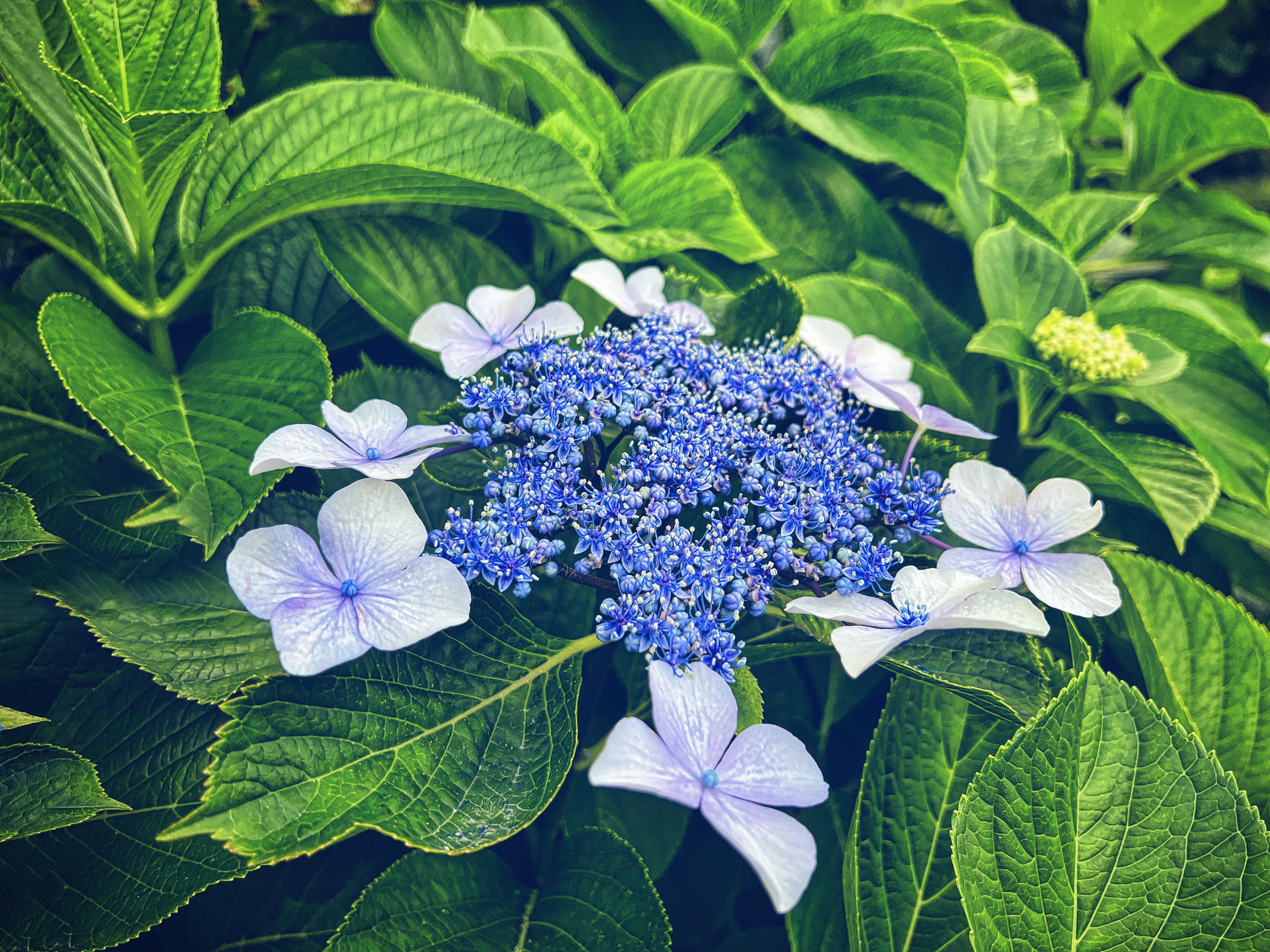 Flores Kawaii: A Beleza Encantadora do Jardim Japonês