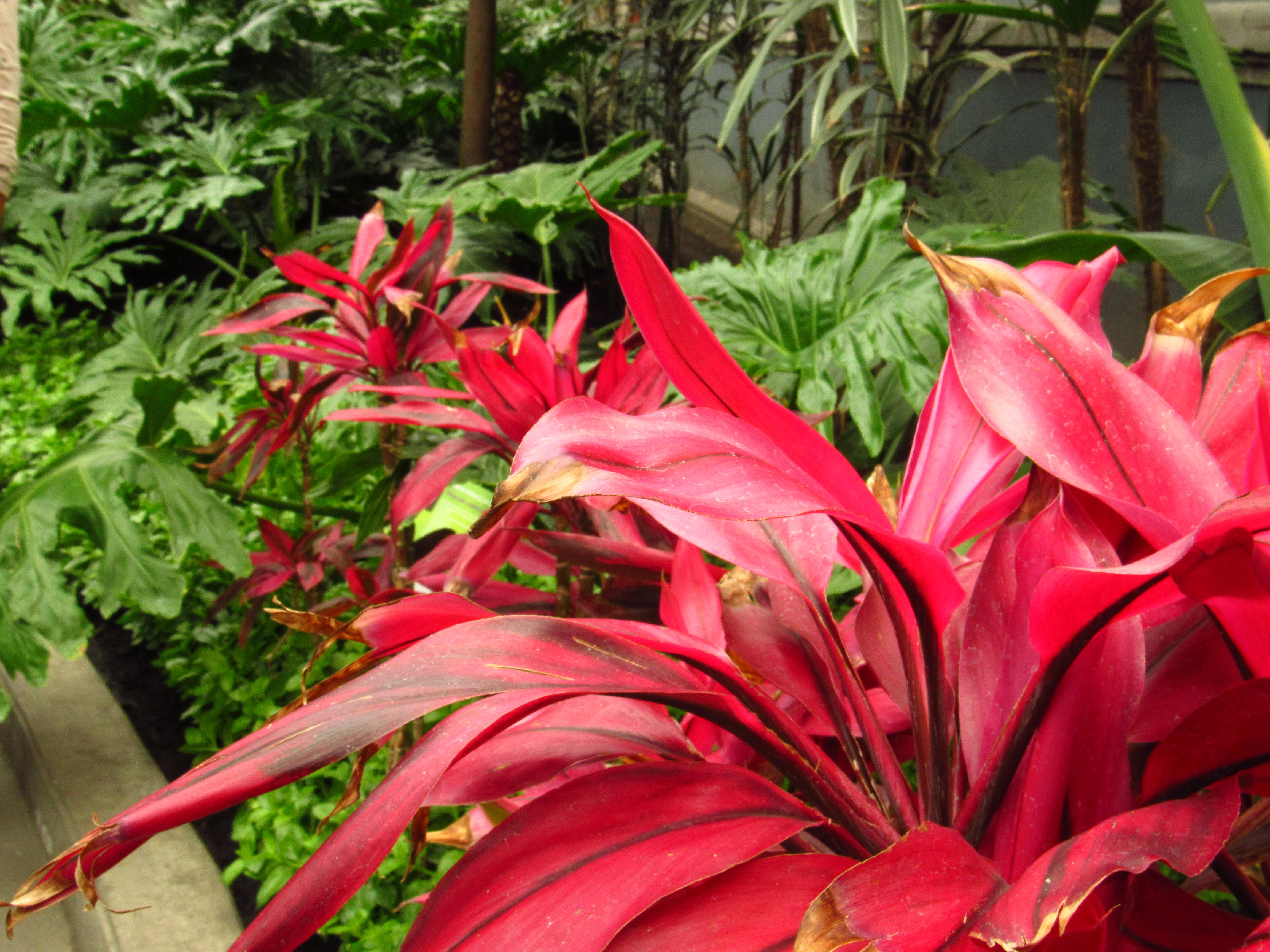 As 15 melhores plantas para climas quentes artigos do mundo do e