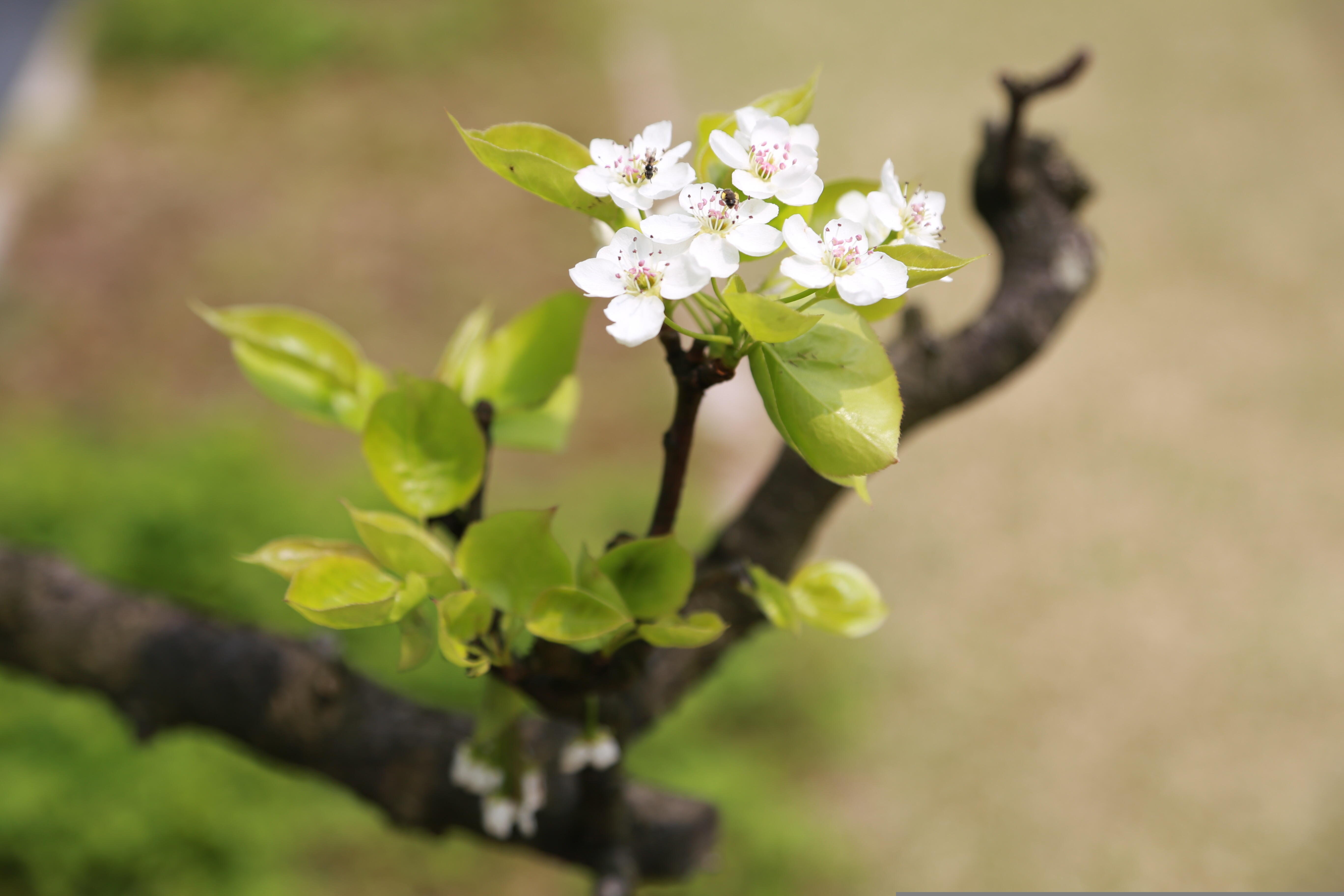 Flores Kawaii: A Beleza Encantadora do Jardim Japonês